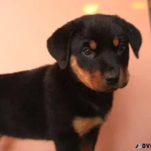 muffled expert German rottweiler puppies for Sale
