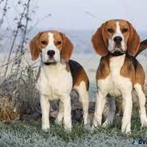 BEAGLE FOR SALE ...7300930479