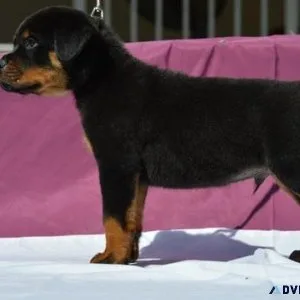 imaginary every German rottweiler puppies for Sale