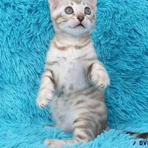Purchase your life time home bengal babies