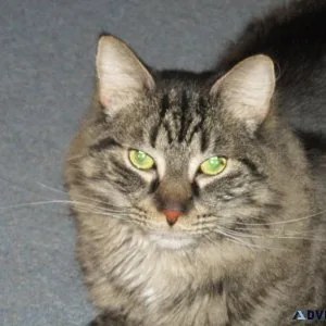 lost cat - orleans
