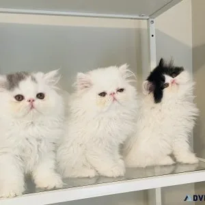 Sweet as Sugar Persian Kittens