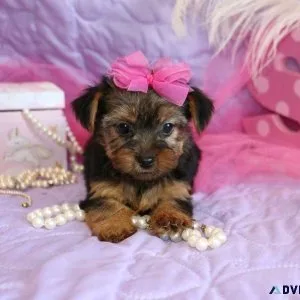Yorkshire Terrier Puppies for sale