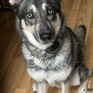 Giberian Shepsky