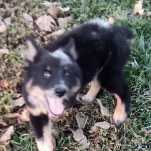 HeelerAussie mix puppies