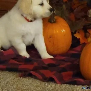 White Golden Retriever  puppies