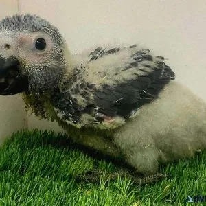 Babies African Grey Parrots for sale