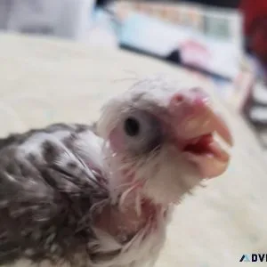 Bby wf cockatiels