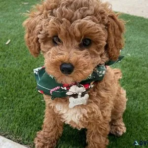 Mini poodle