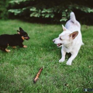 5 Fall Safety Tips for Pet Owners - Vet in Manlius NY