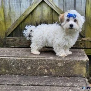CKC Havachon puppies
