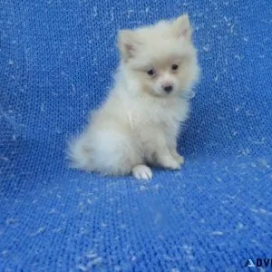 Adorable Pomeranian Puppies