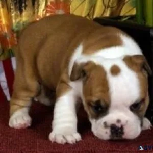 English Bulldog Pups for Adoption