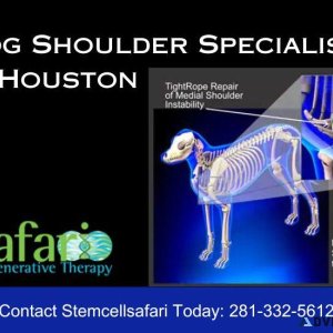 Dog Shoulder Specialists in Houston