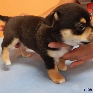 Adorable  Chihuahua puppies