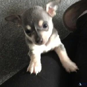 Available Chihuahua pups