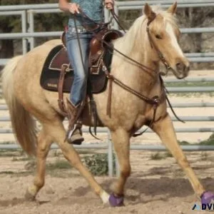 Stunning Handy Broke Dappled Palomino Mare