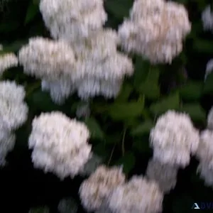 PLETHORA OF PERENNIALS