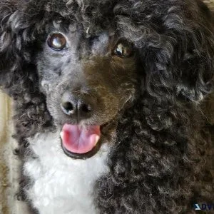 Toy poodle