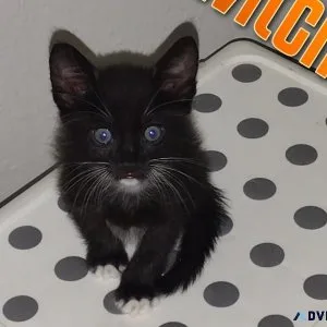 2 Adorable kittens needs home ASAP
