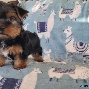 250 cUTE yORKIES Available for Adoption