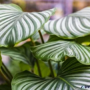 Can i get Calathea Vittata Plant Online