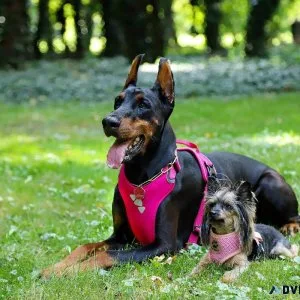 Poultry Care Tips - Pet Clinic in Clermont County