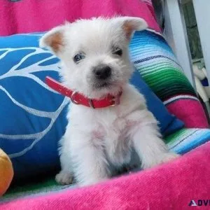 West Highland Terrier Puppies