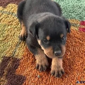 Rehoming Serbian Rottweiler