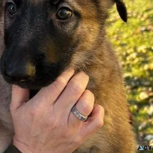 German shepherd puppies