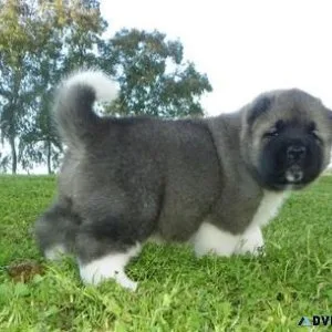 Akita Puppies For Sale