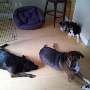 Looking For A Ride From Idaho To Utah 3 Dogs