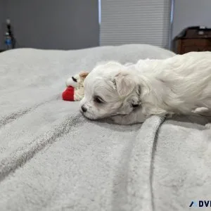 Extremely Maltese puppies
