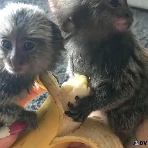 Lovely Male Marmosets Monkey
