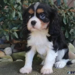 Awesome Cavalier King Charles Pups
