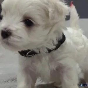 sweet Maltese puppies