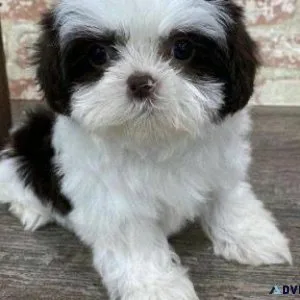 Shih tzu puppies ready