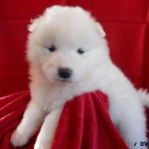 Well Trained Samoyed Puppies