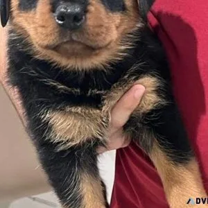 Rottweiler Puppies For Sale