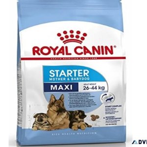 Royal Canin Maxi Starter Buy Online in 2023 - Pawrulz