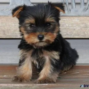 Yorkshire Terrier puppies ready