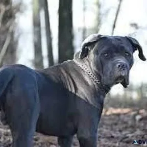 Cane Corso FOR SALE ....7300930479