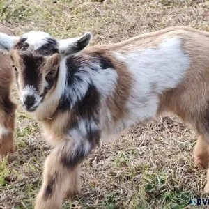 Free dwarf goats