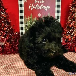 Toy poodle puppies