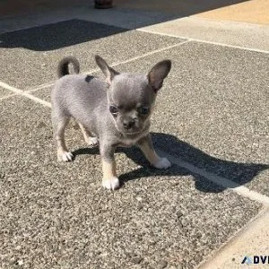 Top Quality Chihuahua puppies