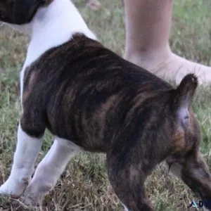 Male and female Boxer Puppies