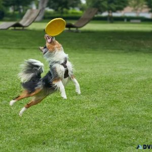 Back To School Pet Safety - Veterinarians in Cedar City UT