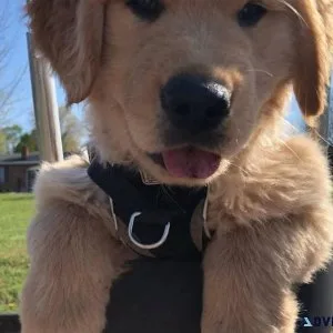 Available  Golden Retriever puppies