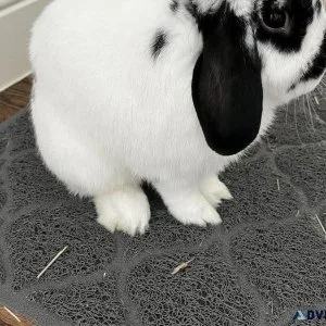 Holland Lop Male w supplies