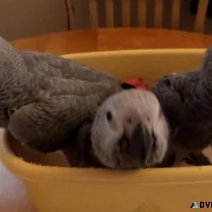 Most Adorable African Grey Parrots for sale.